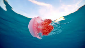 jellyfish wallpapers best wallpapers