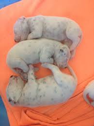 They get their spots after a couple of weeks. Dalmatian Puppies Allegro Non Tanto