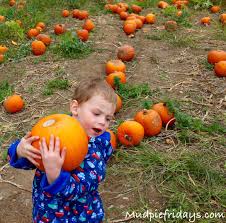 garsons pumpkin picking in esher surrey