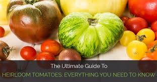 The Ultimate Guide To Heirloom Tomatoes Everything You Need