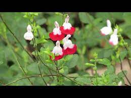 salvia microphylla hot lips you