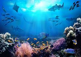 O dia mundial dos oceanos ( world ocean day) é celebrado em 8 de junho. Luofsa2sd8aw8m