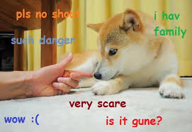 84 hilarious doge memes of september 2019. Doge Meme The Best Of Doge