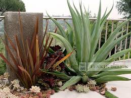 Agave And Succulent Garden Modern