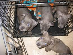 Find dogs and puppies for sale, near you and across australia. Blue Nose Bully Pitbull Puppies Price 300 For Sale In Sacramento California Best Pets Online