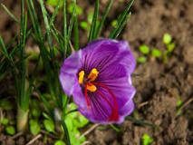 can-we-grow-saffron-at-home