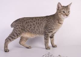 8 cat breeds with short tails with
