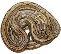 inland reptile carpet python availability