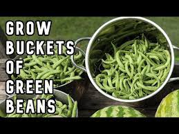 plant and grow green beans from seeds