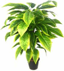 Pop it in a decorative planter for a special touch. Kusal Para Rubber Tree V G 2 Artificial Plant With Pot Price In India Buy Kusal Para Rubber Tree V G 2 Artificial Plant With Pot Online At Flipkart Com