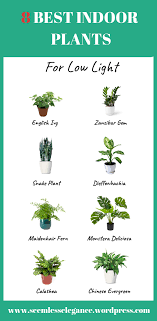 8 Best Indoor Plants For Low Light