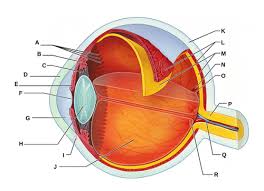 eye diagram diagram quizlet