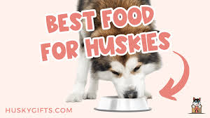 7 best dog food for huskies 2023