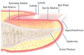 nail bed injury surgical repair