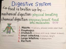 Digestive System Anchor Chart Anchor Charts Human Body