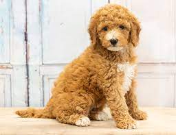 Poodles 2 doodles, sheepadoodle and bernedoodle breeder from iowa. Mini Goldendoodle Puppies Expected 20 35 Lbs Fully Grown
