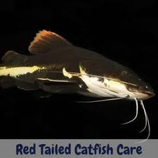 red tailed catfish care must know