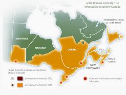 Beginners Guide To Lyme Disease