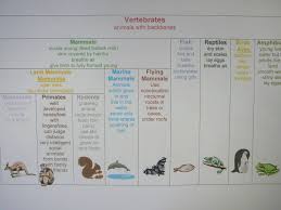 Animal Mobile Animal Classification Science Curriculum