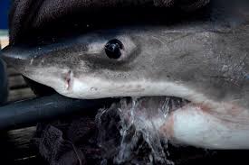 fear on cape cod as sharks hunt again