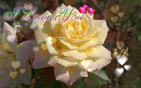 i love you ecard yellow rose