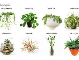 Green Souq Uae Indoor Plants
