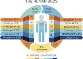 elements in the human body and what they do