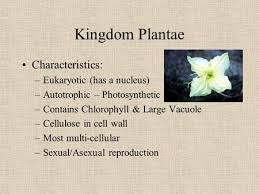 Kingdom Plantae Characteristics Eukaryotic Has A Nucleus