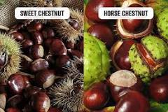 are-chestnuts-poisonous-to-dogs