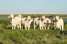 Brahman cattle, breed of beef cattle developed in the s united states 1 in the early 1900s by combining several breeds or strains of zebu 2 brahman cattle (zebu) many domestic varieties of a species of ox native to india. Brahman Cattle For Sale In Texas Brahman Bulls Heifers Moreno Ranches