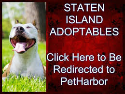 We offer the tools and training you and your. Staten Island Shelter Dogs