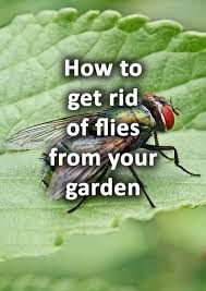 How To Get Rid Of Flies In Your Garden