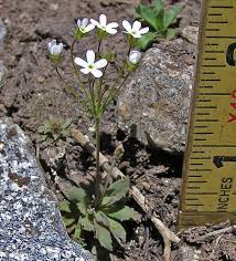 Southwest Colorado Wildflowers, Androsace septentrionalis