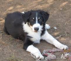 border collie male pup in