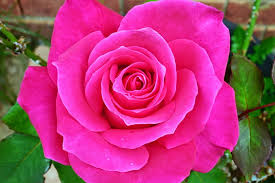 Hot Pink Rose Pink Flower Rose Pink