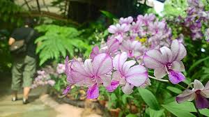 Spread across two hectares, the garden blooms with orchids, cacti and hibiscus. Walk Amid Floral Beauties At Orchid And Hibiscus Gardens The Star