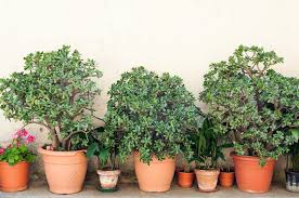 Plants For Containers Plants For A