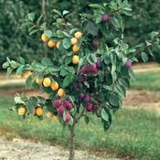 112 free vector graphics of fruit tree. 8 Best Multi Fruit Tree Ideas Fruit Tree Fruit Trees