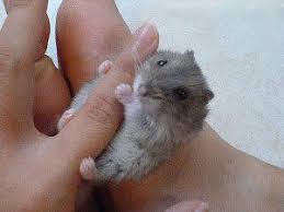 Image result for miniature hamster
