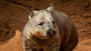 Image result for wombat