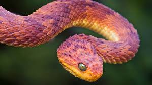 6yr · arbili · r/woahdude. 22 Pics Of The Coolest Poisonous Snake In The World The African Bush Viper Wow Gallery