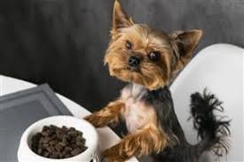 All About Yorkie Food Yorkshire Terrier Information Center