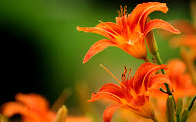 Image result for orange flowers