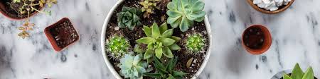 Cacti And Succulents Care Guides
