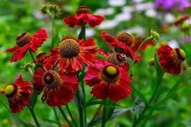 helenium red shades 50 seeds helen s flower