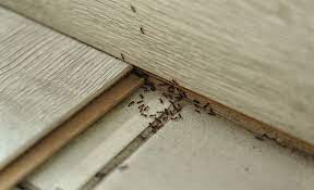 how to get rid of ants the