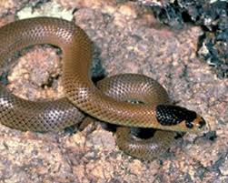 Whip Snake Snake Catchers Adelaide Brown Snake Removalists