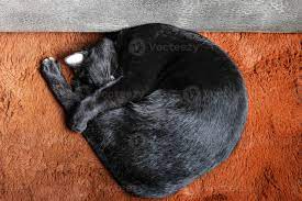 top view black cat sleeping on orange