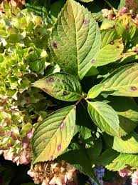 Nancy, i have lilac bushes planted in two different spots in my yard. Common Problems With Hydrangea Leaves Plant Addicts
