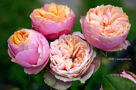 2021臺北玫瑰展。最浪漫高貴的大衛奧斯汀玫瑰｜超過700種玫瑰展至4/4 @瑪格。圖寫生活